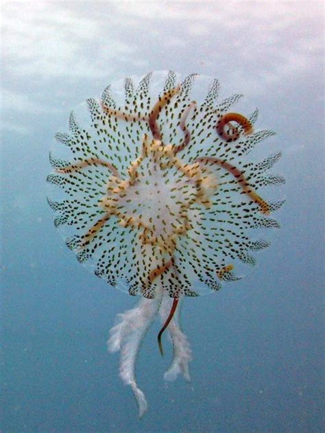 Jellyfish Creatures Of The Deep Pinterest