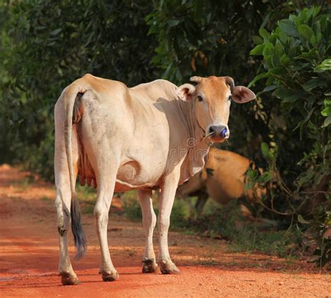 asian cow on country road stock image image of nature 23215259