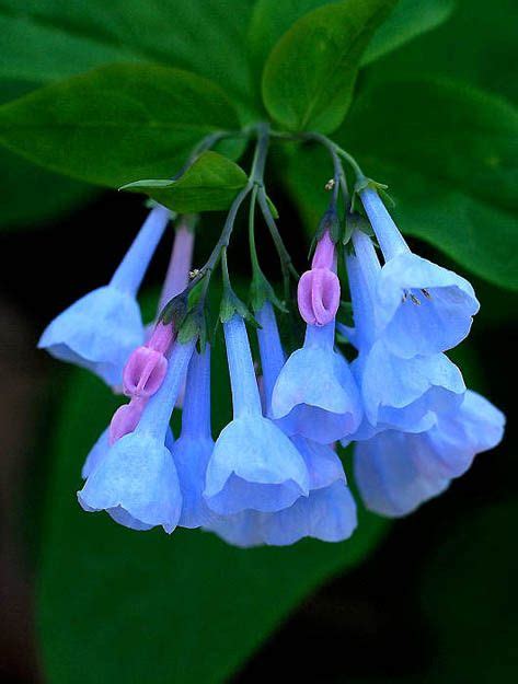 Posts About Virginia Bluebells On Madison Indiana Photography Shade