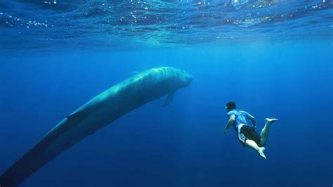 Janet said she had a whale of a time at the party. World's First Footage of a Blue Whale Nursing - 3/2015 ...