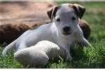 Parson russell terrier is bold and friendly, intelligent and feisty. Parson Russell Terrier Puppies for Sale from Reputable Dog ...