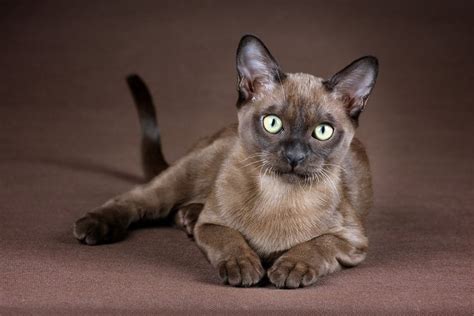 10 Beautiful Burmese Cat Colors And Patterns With Pictures Feeduw