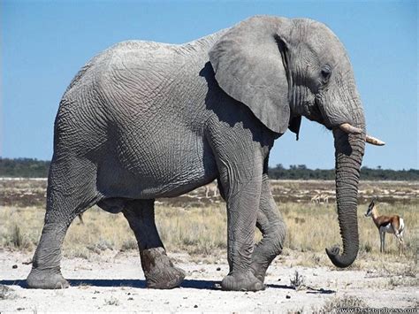 Desktop Wallpapers Animals Backgrounds Gray Elephant