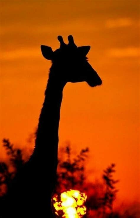 Pin By Melissa Miele Fiorello On Giraffes Giraffe Pictures Giraffe