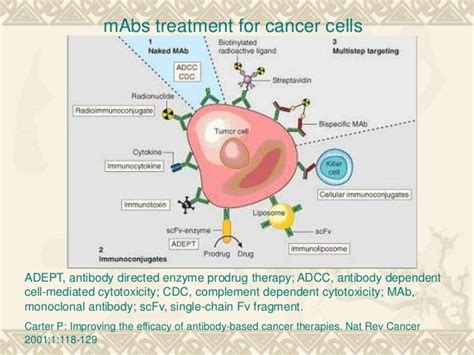 Monoclonal Antibodies Anticancer Therapy 1 1