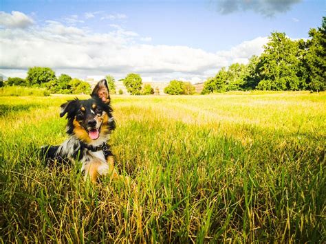 Sun Soaked Smile With Images Australian Shepherd Dogs