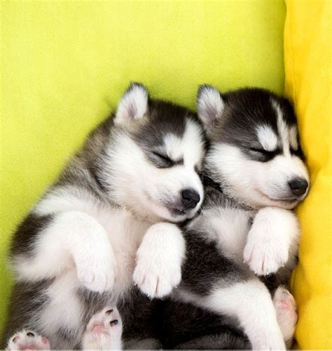 Baby Husky Wallpapers Top Free Baby Husky Backgrounds Wallpaperaccess