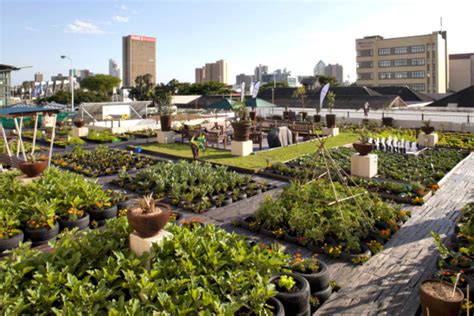 An Urban Gardening Project Greens Johannesburg Rooftops