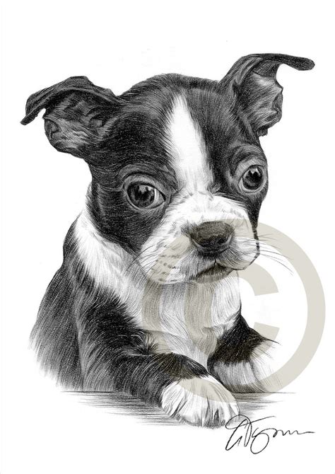 Boston Terrier Puppy Pencil Drawing Print Artwork Signed By Artist