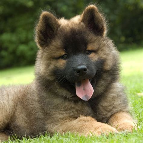 Find Eurasier Puppies For Sale