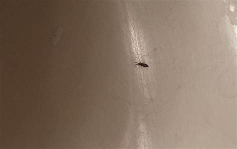 Virginia Very Tiny Black Bugs In Downstairs Bathroom Sink A Few Each