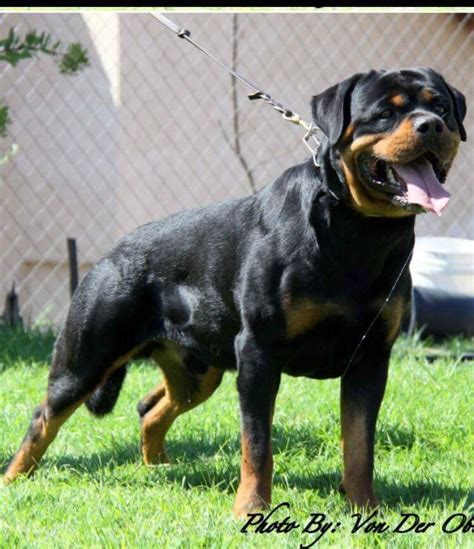 We ship our rottweiler puppies to: Rottweiler Puppies For Sale | Phoenix, AZ #178823