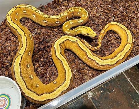 Holdback Ogs Sunfire Het Purple Albino Reticulated Python By Next