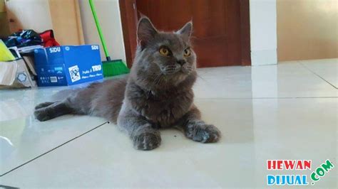 He's also quite tiny, and persians aren't quite as large as brits. Dijual Kitten British Shorthair Mix Persian Jantan 6 ...