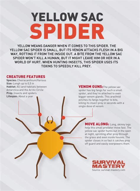Infographic About Yellow Sac Spider Spider Bites Spider Fear Of Flying