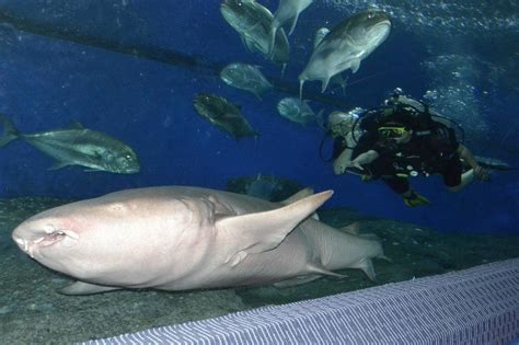 Dive In Pattaya Learn To Scuba Dive In Aquarium Tanks Pattaya Thailand Learn To Scuba Dive