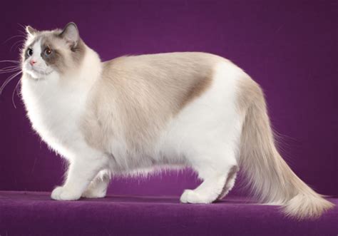 What Cat Breed Is Most Compatible With Your Zodiac Sign And Ragdoll Cat
