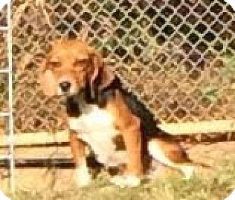 Favorite this post jun 21. Dumfries, VA - Beagle Mix. Meet Holly, a dog for adoption ...
