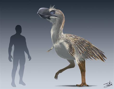 Brontornis The Largest Terror Bird Ever Discovered Rnaturewasmetal