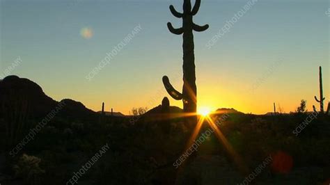 Cacti In Organ Pipe Cactus Park Stock Video Clip K0013783