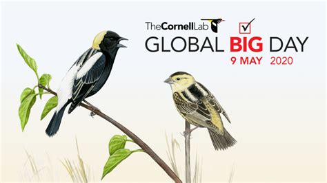 Global Big Day 2020 El Evento Mas Grande De Observación De Aves Ahora