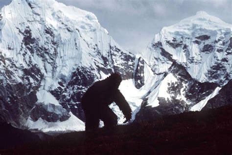 Has The Yeti Mystery Been Solved New Research Finds Bigfoot Dna