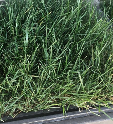 Bolero Sod 100 Dwarf Fescue Grass Sod And Seed