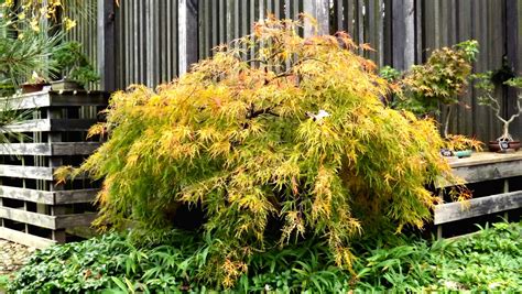 Japanese Maples Hues Provide Perfect Landscape Component