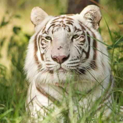 Tigers And White Tigers For Animal Interactions Safari