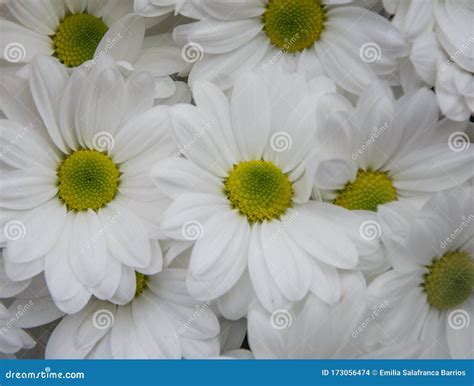 Daisy Flower On White Background Stock Photo Image Of Cover Admired