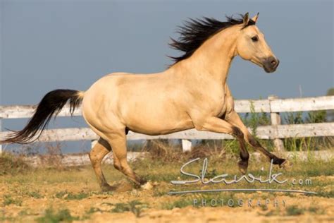 Horses stallions real estate rescue s horses. The many colors of American Quarter Horses | Quarter horse ...