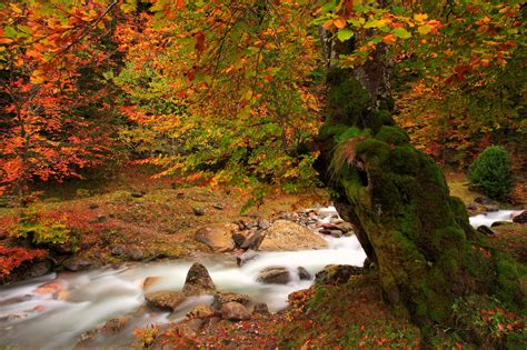 Nature Tree Autumn River Moss Wallpapers Hd Desktop And Mobile
