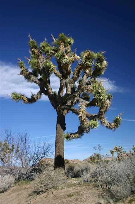 Filejoshua Tree In Joshua Tree National Park Wikipedia