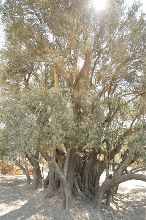 Al Badawi Tree One Of The Worlds Oldest Olive Tree Paliroots
