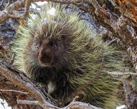 American Porcupine In Tree Photograph By Lowell Monke