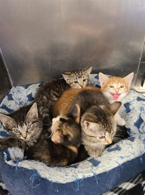 Foster Catskittens Antietam Humane Society