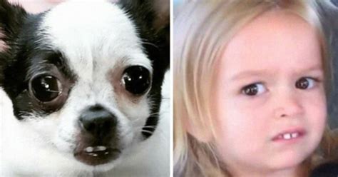 People Are Finishing The Statement “my Dog Looks Like” With Hilarious