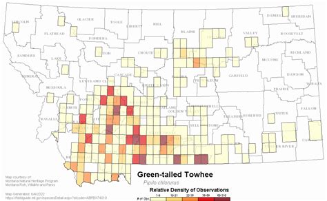 Green Tailed Towhee Montana Field Guide