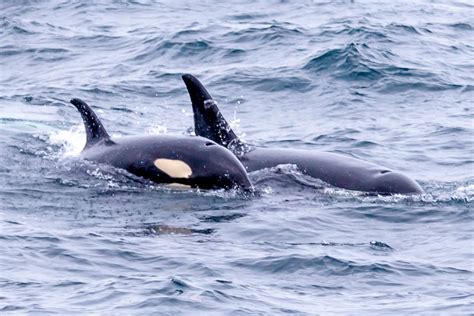 Orcas Kenai Fjords National Park Photo America