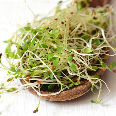 Certified Organic Alfalfa Sprouting Seed 8 Oz Handy Pantry Brand
