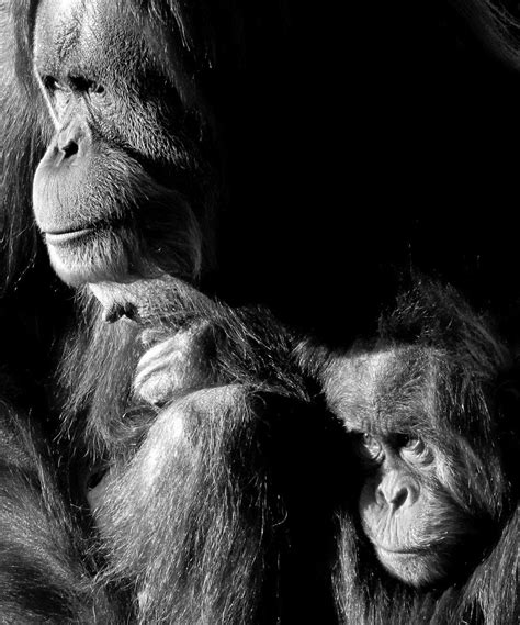 Orangutan And Offspring Kirkpatrick San Diego Zoo Great Love Gorilla
