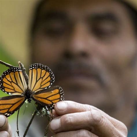 Monarch Butterfly Numbers Sink 27 Per Cent In Mexico South China