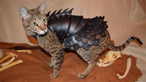 No Cat Is Complete Without A Set Of Leather Battle Armor Well Most
