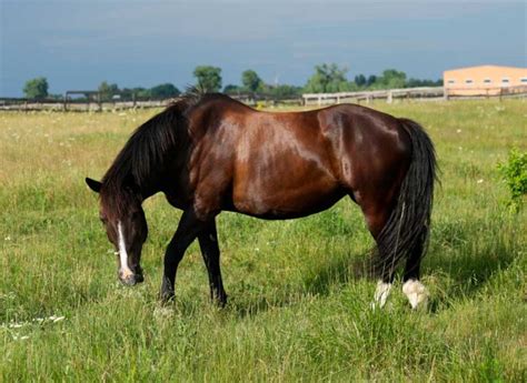 10 Tips For Weight Reduction In The Overweight Horse Royalton Equine