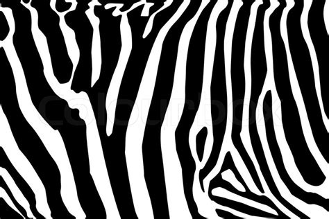Vector Zebra Body Texture Black And White Stock Vector Colourbox