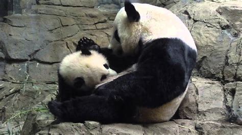 Giant Panda Bao Bao Nursing 4202014 Youtube