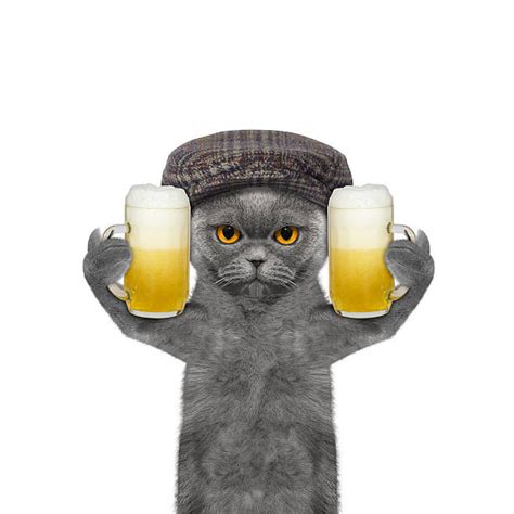Beer Cat Stock Photos Pictures And Royalty Free Images Istock