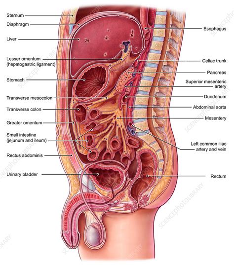 Abdominal anatomy of a female depicts a ventral hernia of a loop of the small intestine through a defect in the abdominal wall. Abdominal Organs, Illustration - Stock Image - C036/6183 ...