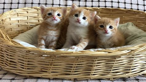 Basket Of Cute Little Kittens Meowing And Playing Youtube