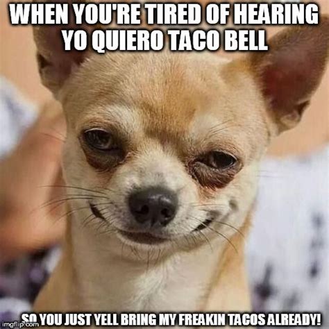 Funny Chihuahua Memes In Spanish Pets Lovers